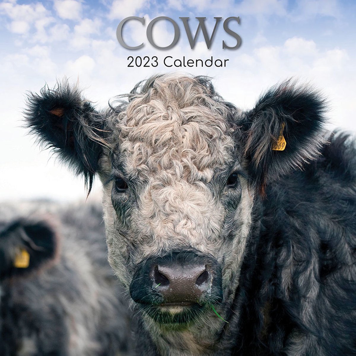 Koeien Kalender 2023 - 30x30cm