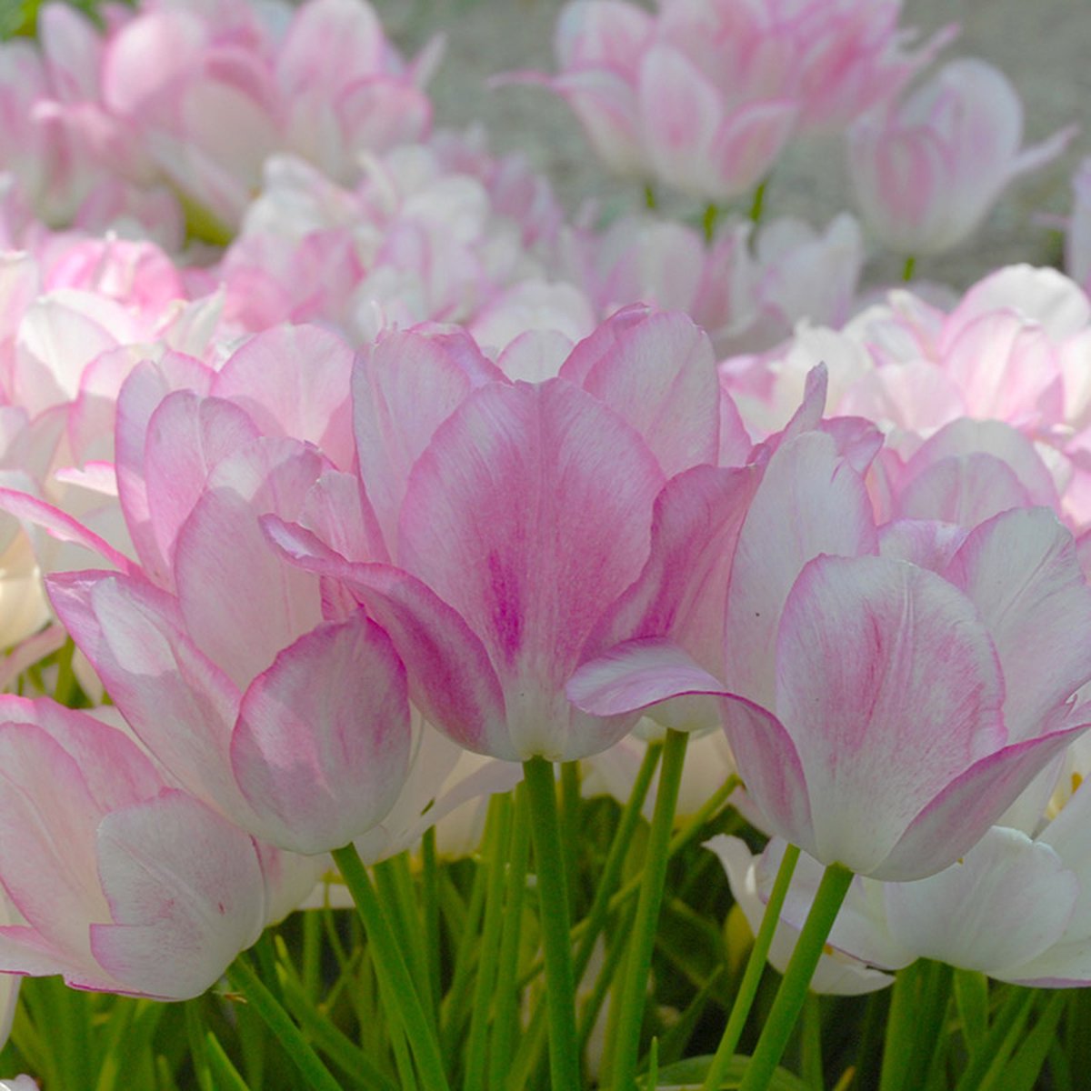 Tulp Candy Club® | 10 stuks | Enkel laat | Roze | Wit | Tulpenbollen
