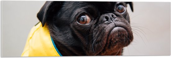 WallClassics - Acrylglas - Zwarte Hond met Gele Jas - 90x30 cm Foto op Acrylglas (Met Ophangsysteem)