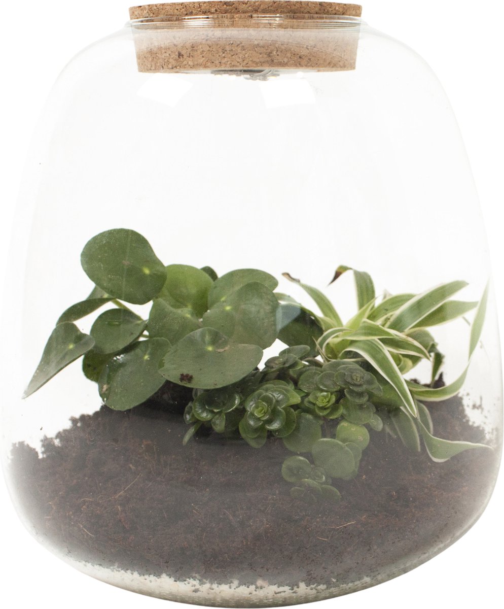 Plant Puzzel ® Discover the World Ecosysteem met verlichting - Broekhof  Adding Value -... | bol.com