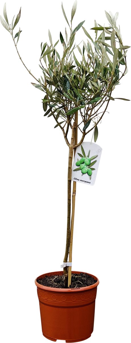 Olijfboom  - Olea Europea - Winterhard - Pot ⌀ 27cm - Hoogte  ca. 75cm