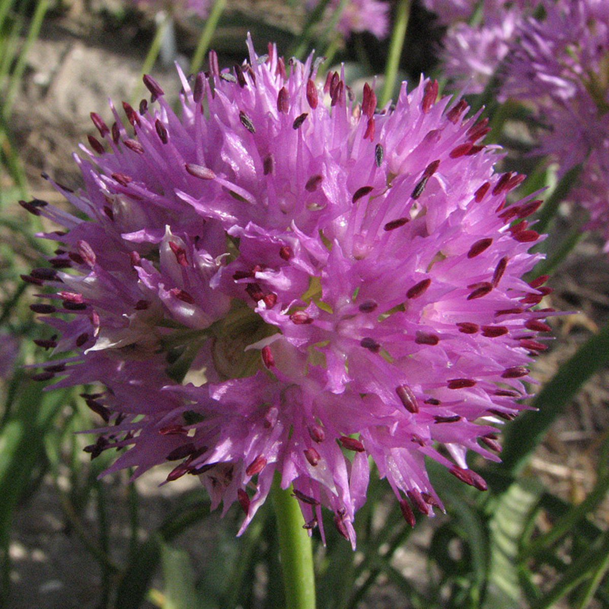 Allium Rosy Dream | 10 stuks | Lila | Sierui Bollen
