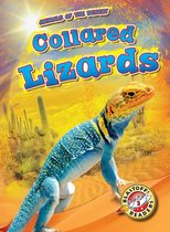 Animals of the Desert - Collared Lizards