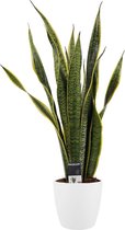 Kamerplant van Botanicly – Vrouwentongen incl. sierpot wit als set – Hoogte: 60 cm – Sansevieria Laurentii