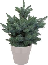 Boom van Botanicly – Picea Pungens Super Blue in grijs pot als set – Hoogte: 85 cm