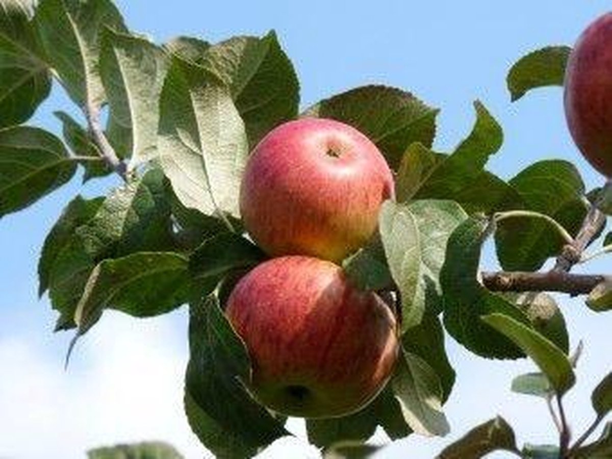 Appelboom /Rode Boskoop 1418 cm stamomtrek