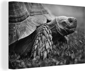 Canvas Schilderij Schildpad op gras in zwart-wit - 60x40 cm - Wanddecoratie
