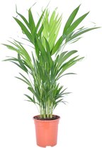 Dypsis Lutescens Areca Palm - ↑ 65-85cm - Ø 17cm