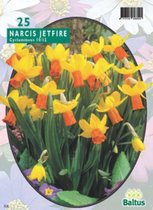 3 stuks Narcis Mini Jetfire geel-oranje per 25 bloembollen Baltus