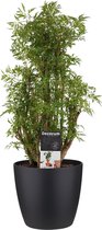 Hellogreen Kamerplant - Polyscias Hawaiiana Ming Vertakt - 50 cm - Elho Brussels zwart