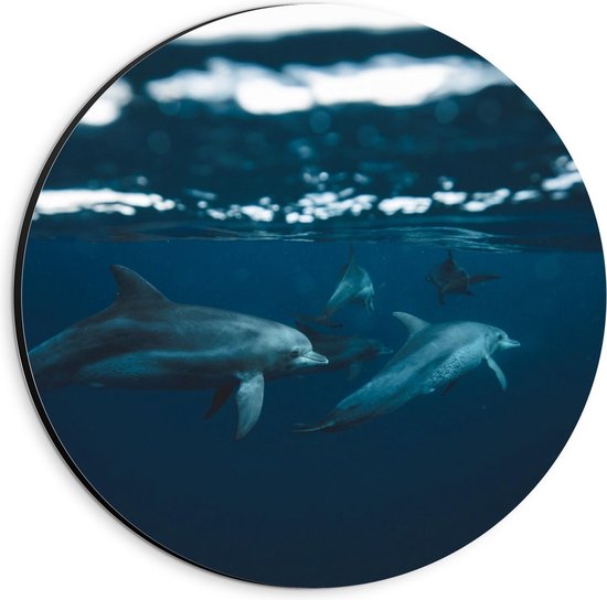 Dibond Wandcirkel - Dolfijnen aan Waterrand - 20x20cm Foto op Aluminium Wandcirkel (met ophangsysteem)