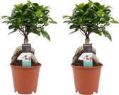 Kamerplanten van Botanicly – 2 × Chinese vijg – Hoogte: 30 cm – Ficus Gin Seng