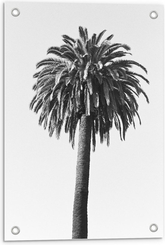 Tuinposter – Mooie Palmboom Zwart - Wit - 40x60cm Foto op Tuinposter  (wanddecoratie voor buiten en binnen)