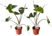(set van 2) Alocasia Stingray - kamerplant - Olifantsoorplant - in kwekerspot