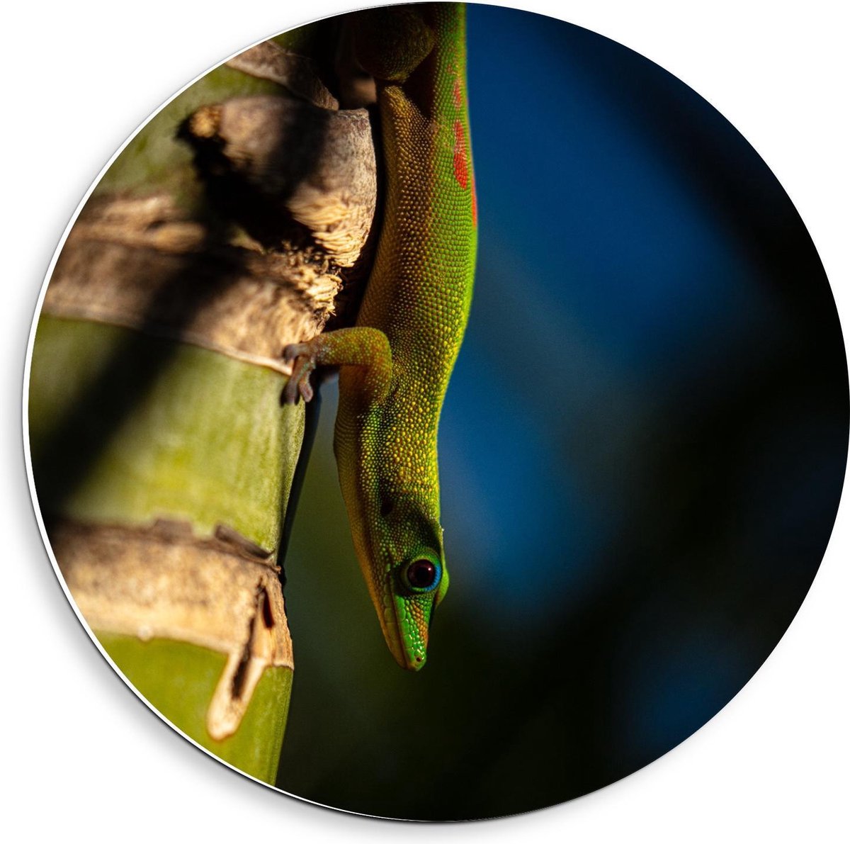 Forex Wandcirkel - Groene/Gele Hagedis op Boom - 40x40cm Foto op Wandcirkel (met ophangsysteem)