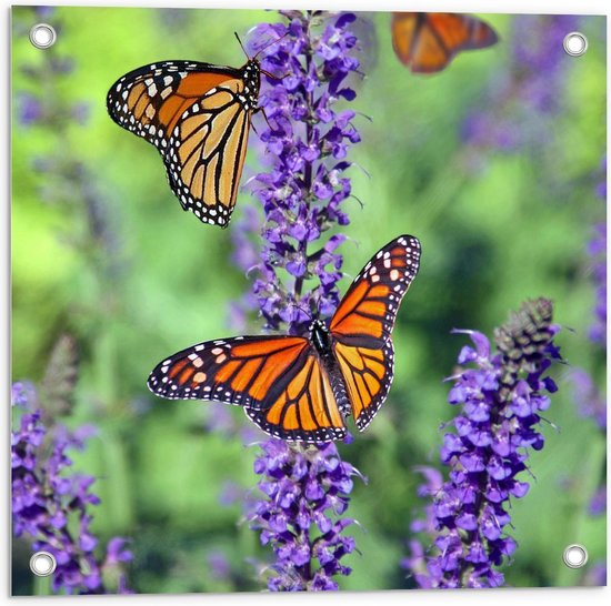 Tuinposter – Oranje Vlinders bij Lavendel - 50x50cm Foto op Tuinposter  (wanddecoratie voor buiten en binnen)