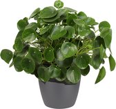 Hellogreen Kamerplant - Pannenkoekenplant XL - ↕ 50 cm - Elho Brussels antraciet