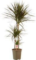 Hellogreen Kamerplant - Dracaena Drakenbloedboom Margenta - ↕ 125 cm