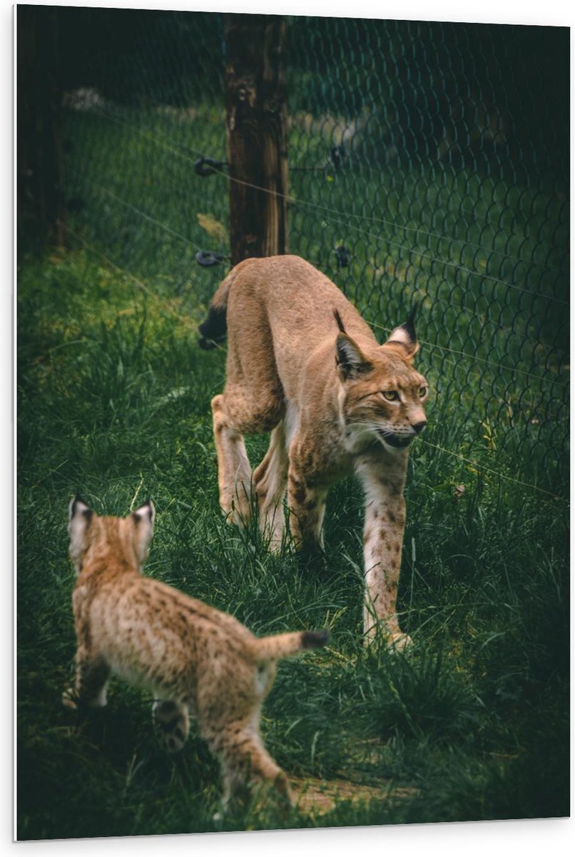 Forex - Lynx met Baby - 80x120cm Foto op Forex