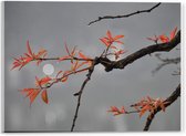 Acrylglas - Tak met Oranje Blaadjes en Volle Maan op de Achtergrond  - 40x30cm Foto op Acrylglas (Met Ophangsysteem)