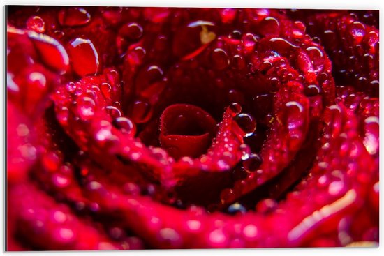 Dibond - Binnenkant van Rode Roos met Waterdruppels  - 60x40cm Foto op Aluminium (Met Ophangsysteem)