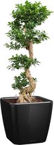 Ficus Bonsai in watergevende Quadro bruin | Bonsai