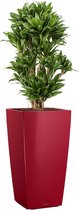 Dracaena Compacta in watergevende Cubico rood | Drakenbloedboom