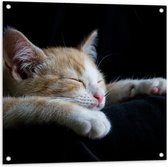 Tuinposter – Slapend Katje op Zwarte Achtergrond  - 80x80cm Foto op Tuinposter  (wanddecoratie voor buiten en binnen)