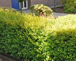 Bonte haagliguster Kant-en-klaar Hagen 100+ cm - Bladverliezend - Geschikt voor tuinen aan zee - Kleinbladig - Populair bij vogels - Semi-bladhoudend**Inclusief GRATIS druppelslang**