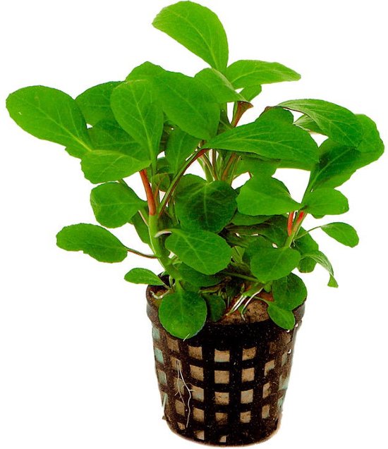 Aquaflora Levende aquariumplant Lobelia cardinalis