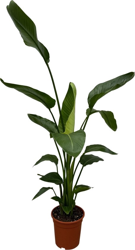 Foto: Trendyplants strelitzia nicolai paradijsvogelbloem kamerplant hoogte 160 180 cm potmaat 21cm