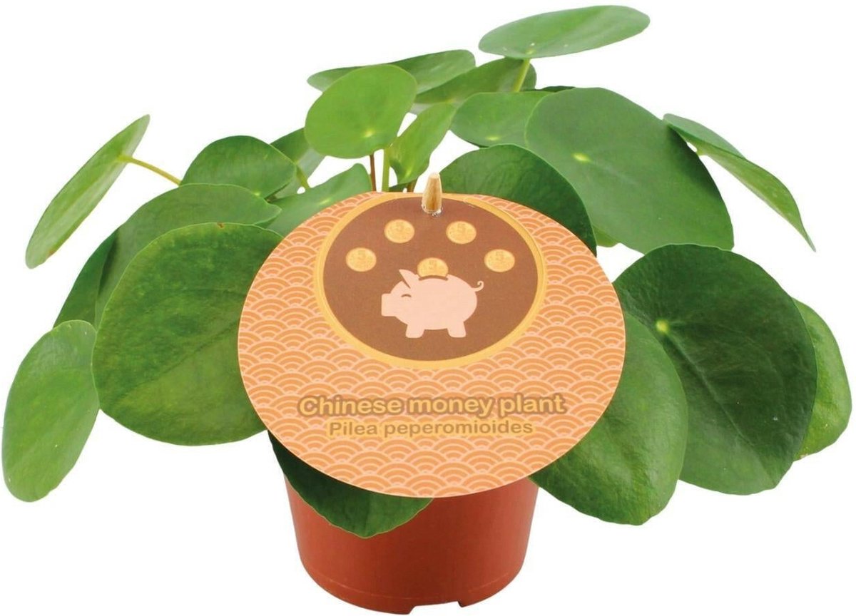 Pilea Peperomioides -20cm -Ø12 Groene Kamerplant
