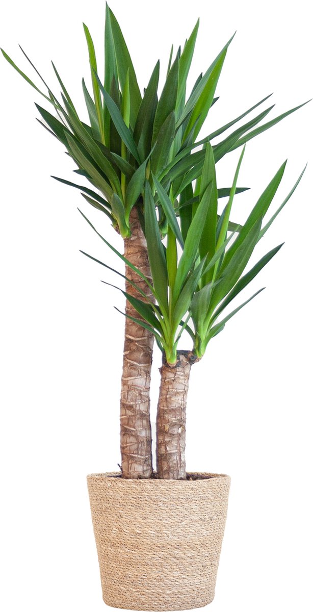 Green Harmony | Yucca Elephantipes with Sofia basket natural - 90cm - Ø21