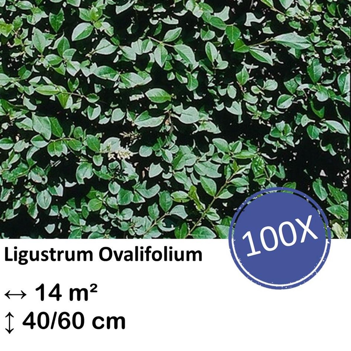 Green Harmony| Ligustrum Ovalifolium - Kale wortel