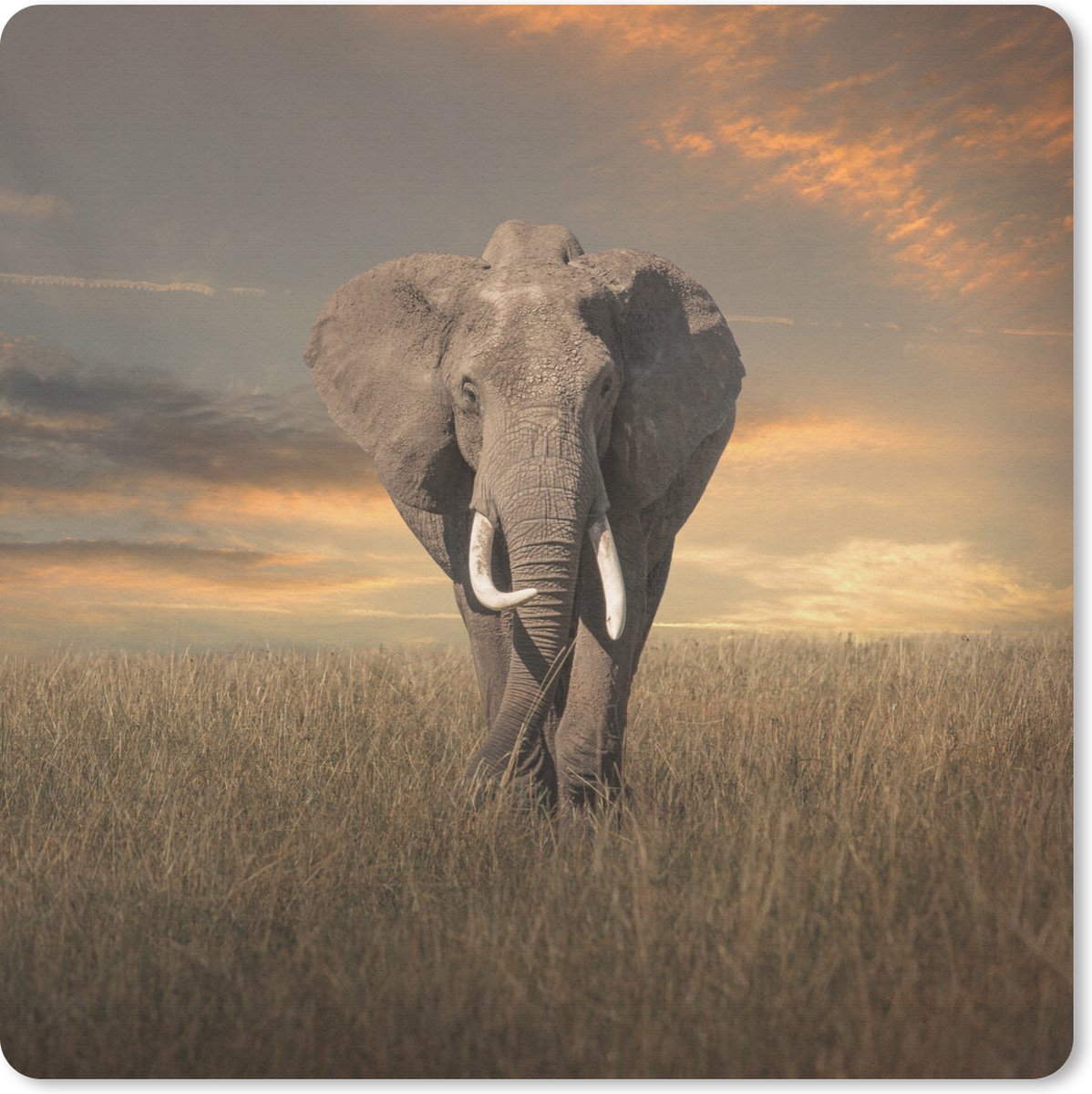 Muismat 30x30 cm - Mousepad Olifant - Dieren - Gras - Natuur - Muismatten