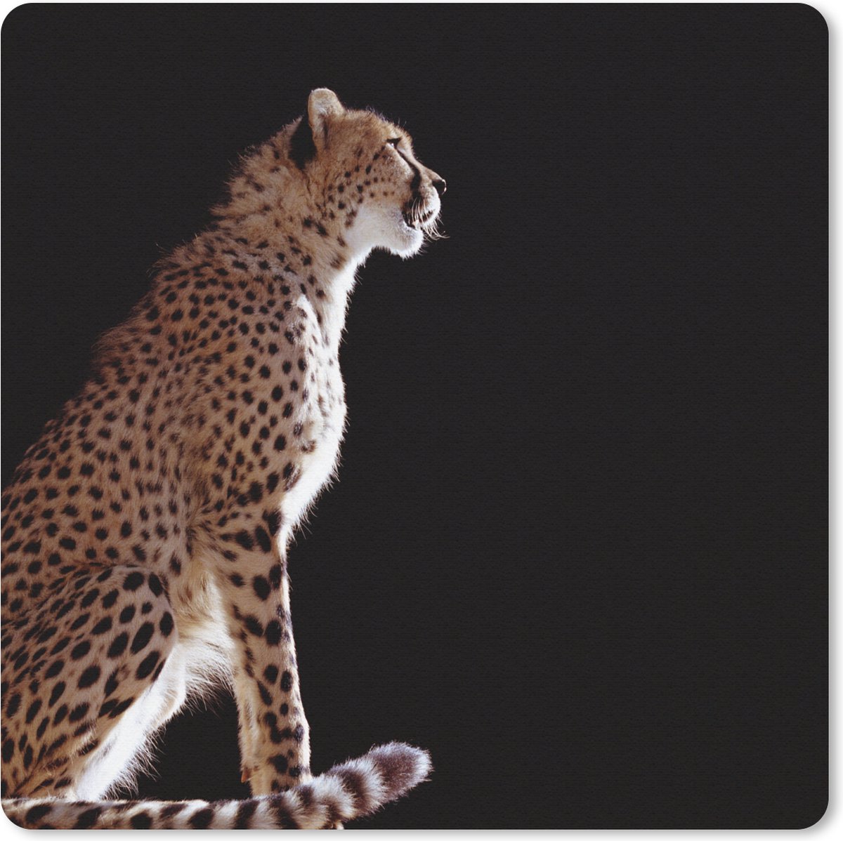 Muismat 30x30 cm - Mousepad Cheeta - Dieren - Licht - Muismatten