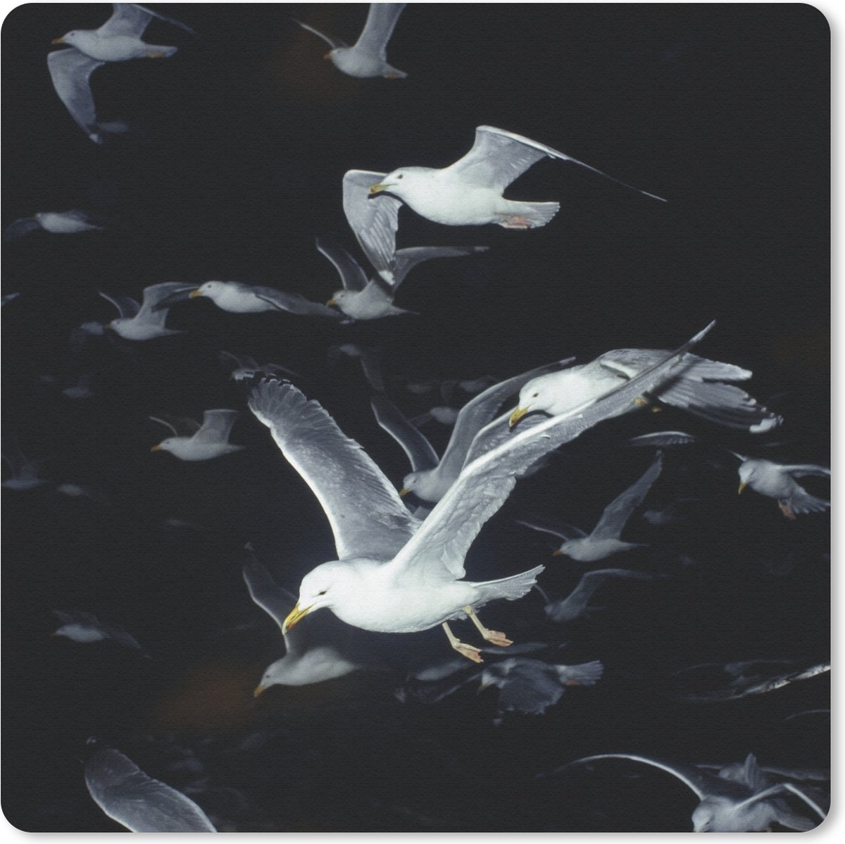 Muismat 20x20 cm - Mousepad Vogel - Zwart - Zwerm - Muismatten