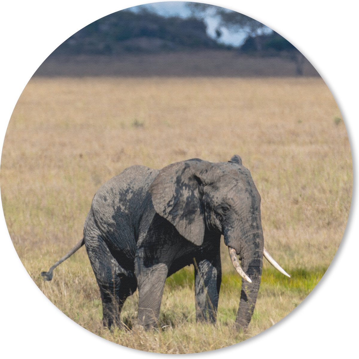 Muismat rond 20x20 cm - Mousepad Olifant - Gras - Dieren - Natuur - Ronde muismatten