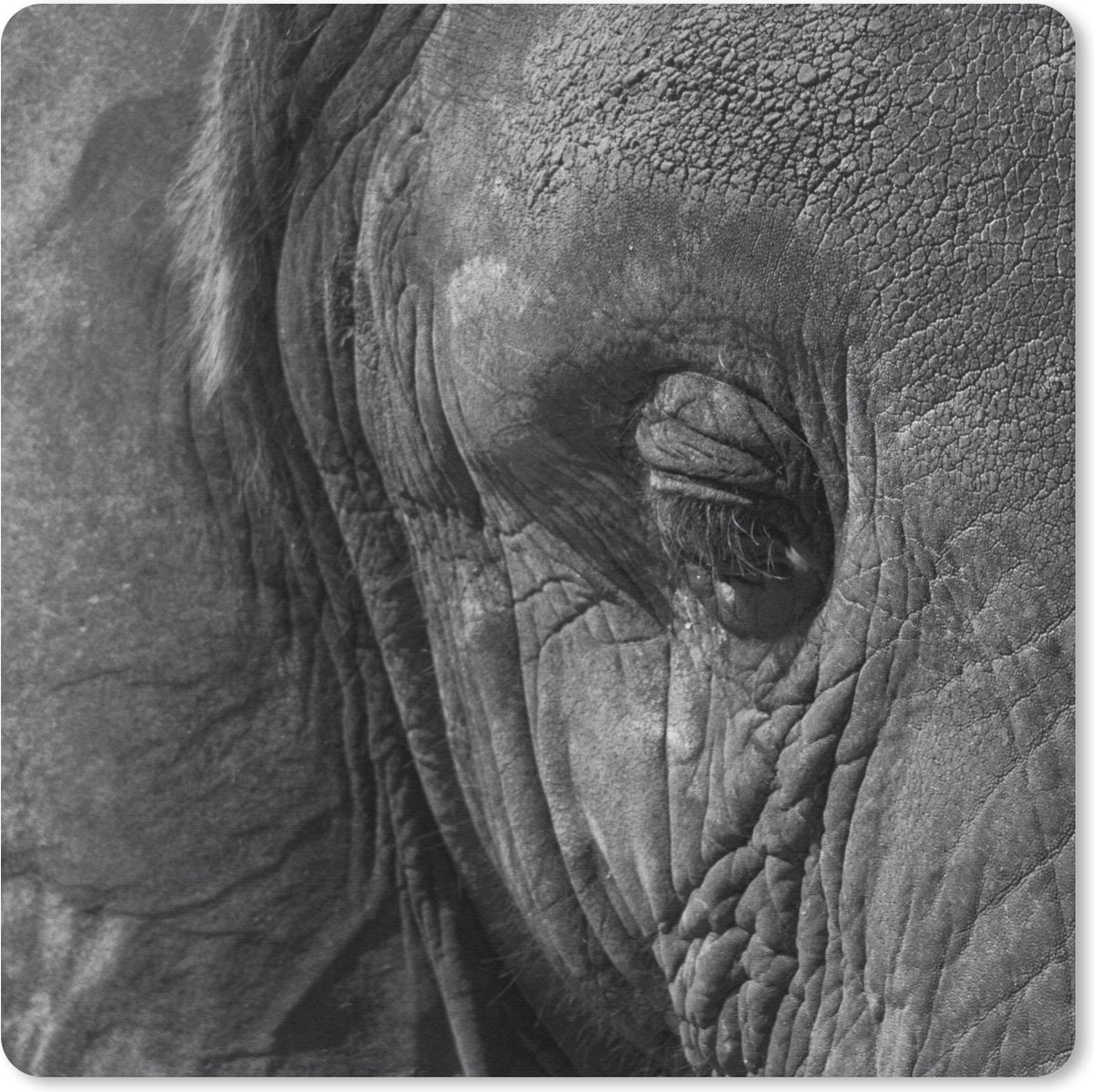 Muismat 30x30 cm - Mousepad Olifant - Dieren - Close up - Zwart wit - Muismatten