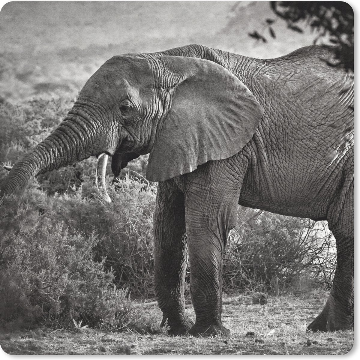 Muismat 20x20 cm - Mousepad Olifant - Dieren - Bomen - Zwart - Wit - Muismatten