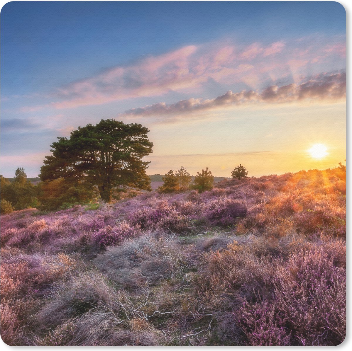 Muismat 30x30 cm - Mousepad Bloeiende heide tijdens zonsondergang in Nederland - Muismatten