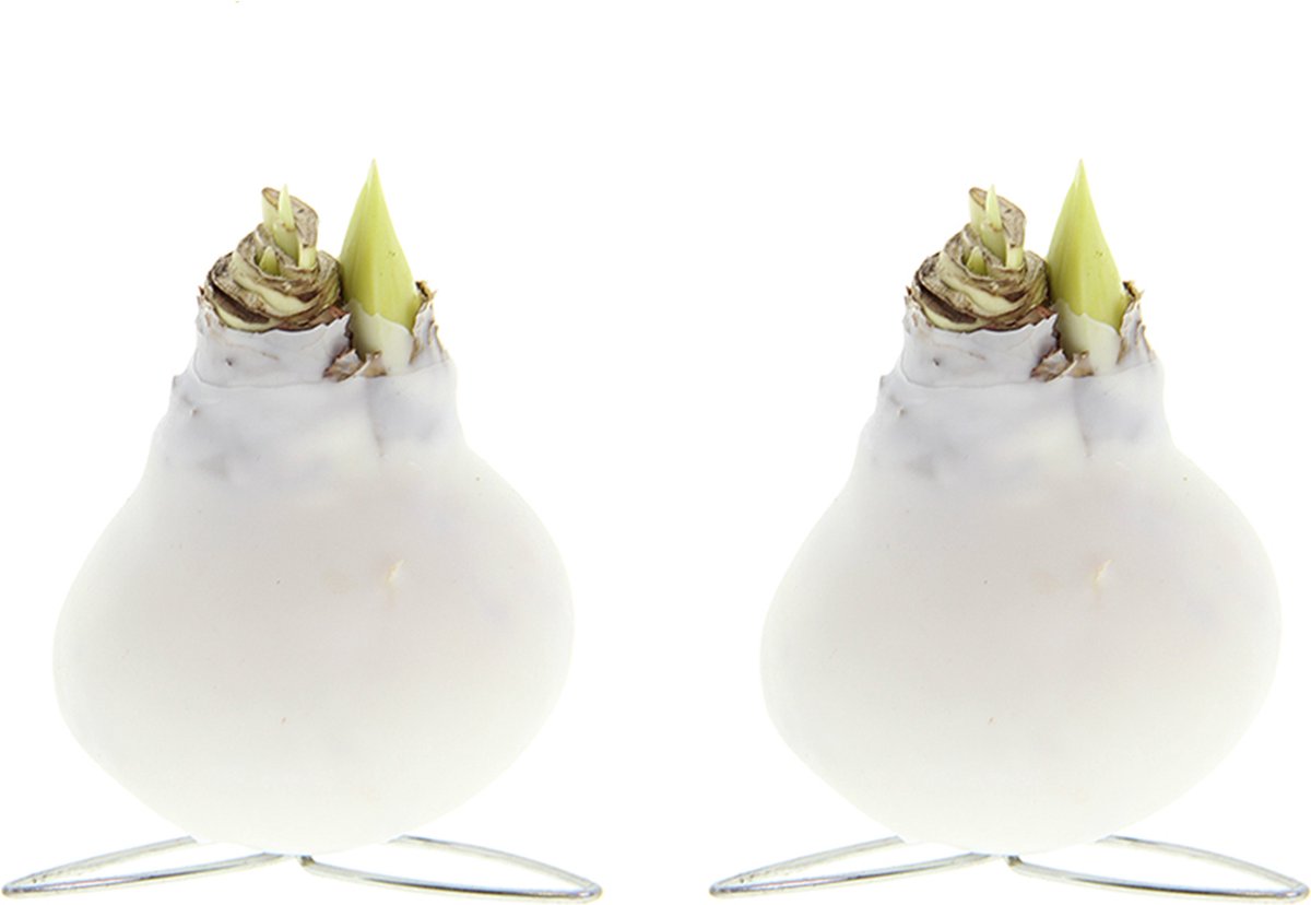 Bloomique - Set van 2 - Amaryllis Bol in Witte Wax - Kolibri Wit - Bloembol - No Water Flowers - Kerstversiering - Hoogte 10-20 cm bij Levering - Groeit tot 30-50 cm - 7cm diameter