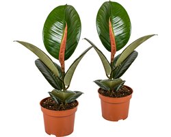 Bloomique - Set van 2 - Ficus Elastica Robusta - Rubberboom - Rubberplant - Kamerplanten - Luchtzuiverend - Zeer Gemakkelijk te Verzorgen - Hoogte 30-40 cm - Pot 12 cm