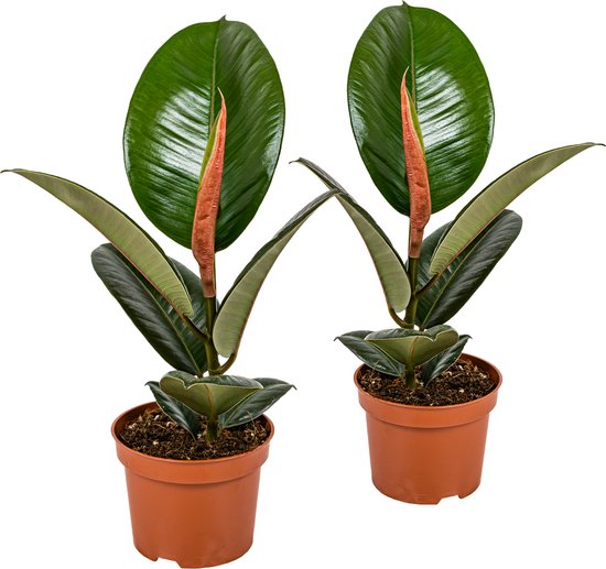 Bloomique - Set van 2 - Ficus Elastica Robusta - Rubberboom - Rubberplant - Kamerplanten - Luchtzuiverend - Zeer Gemakkelijk te Verzorgen - Hoogte 30-40 cm - Pot 12 cm