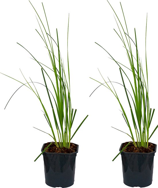 Foto: Bloomique xl cortaderia mini pampas dwergpampasgras per 2 stuks buitenplant in kwekerspot 17 cm hoogte 25 cm