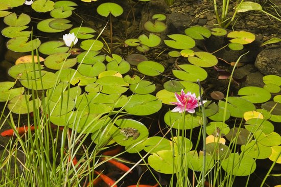 Set Van 2 - Nymphaea Marliacea Albida - Waterlelie - Wit - Vijverplanten - 10-20 Cm Hoog - Pot 11 Cm