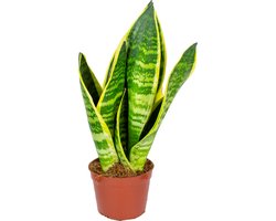 Bloomique - Sansevieria Superba - Vrouwentong - Kamerplanten - Luchtzuiverend - Zeer Gemakkelijk te Verzorgen - Hoogte 10-20 cm - Pot 9 cm
