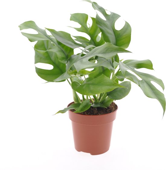 Plant in a Box - Rhaphidophora Tetrasperma - Monstera minima - Groene kamerplant - Pot 12cm - Hoogte 20-30cm