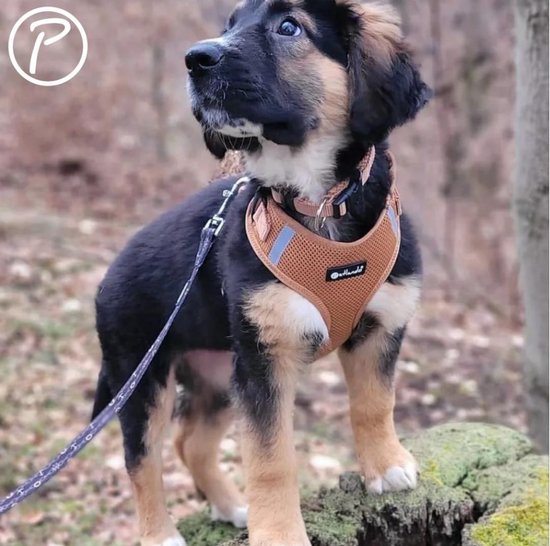 Petlando Mesh Vest M Cognac