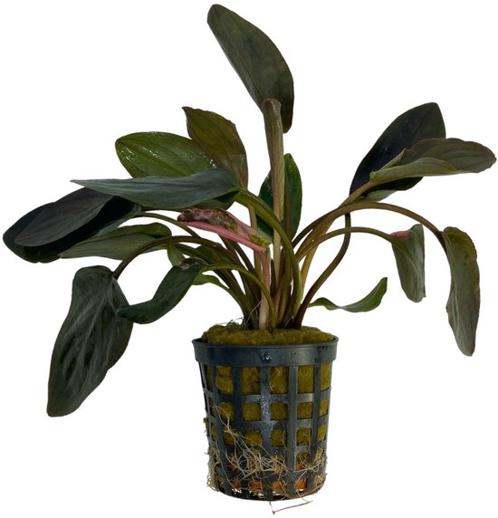 AQUAlook Lagenandra Rouge en pot de 5 cm